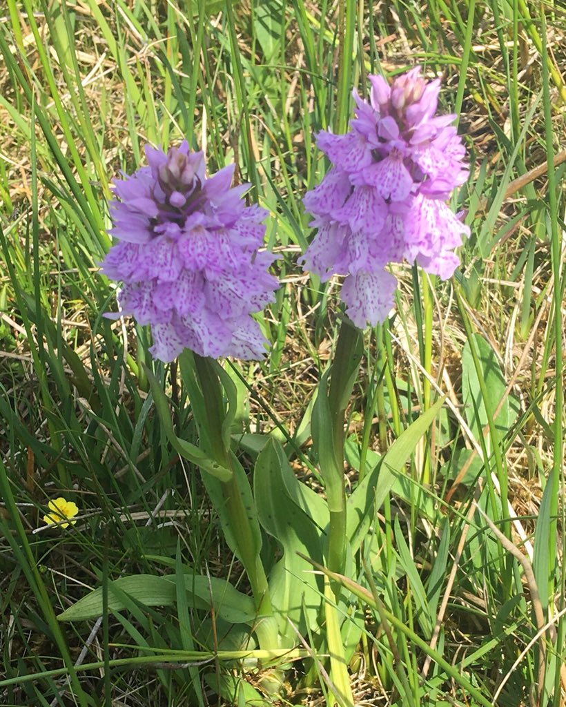 francesmcveigh's tweet photo. Feeling very special after spotting 2 rare species at a #Belfast location. #cinnabar moth and pictured a marsh #orchid in full bloom. #ilovewalking #ilovenature #ChatsworthFlowerShow #nihillwalker https://t.co/YmCddcUgVr