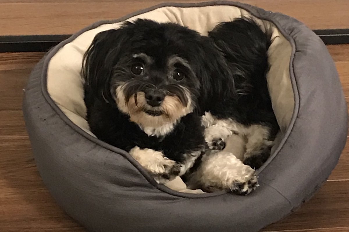 Today seems like a good day for a Gracie photo.