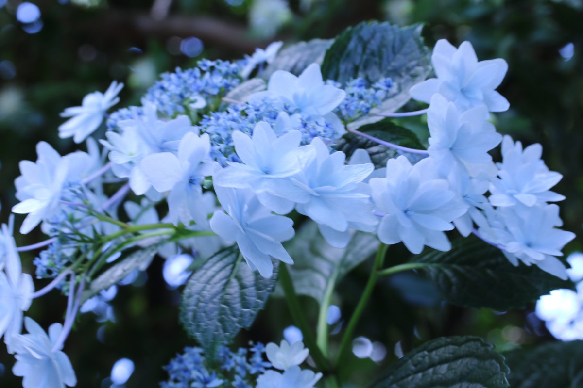 Yoko Ito 墨田の花火 庭のアジサイが満開になった あまり手入れしてないが 良く咲いてくれた ありがとう 花 紫陽花 墨田の花火