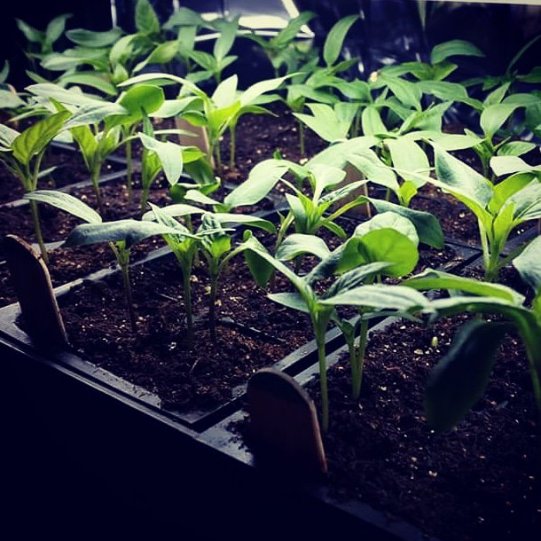 MySproutChange's tweet photo. Good morning, sunshine! π #TGIF
Only 2 days away from our #NoDig #Garden: Companion Planting workshop @Heartwell_Inst!
THANK YOU π Get Growing Gardens for donating #organic seedlings!
Register: https://t.co/hbI9BXoh1N
#SproutChange π±
#ShopWoo #WorcesterMA #DIY #Climate https://t.co/LPQwwxZeUP