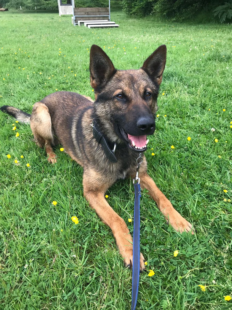 PSOSDogs's tweet photo. Our new recruits are half way through their 13 week course. They are all doing well. Their handlers all passed their exam and presentations today so they can go enjoy their weekend now๐ #TPDIhm #TPDBen #TPDOz #TPDCoal ๐พ๐ถ #newrecruits #initialcourse #bestjob https://t.co/4Qatz4vOdO
