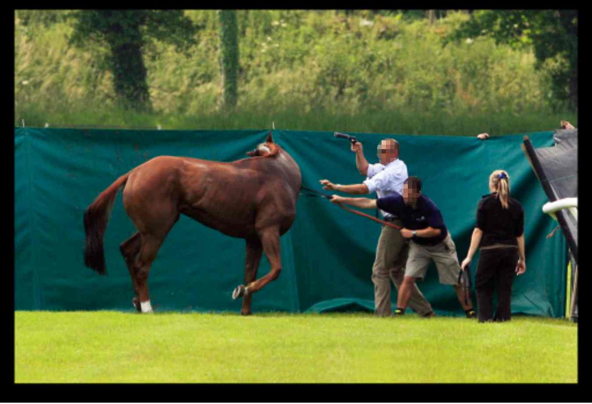 AnimalAid's tweet photo. On 4 June we shared images of the final moments of race horse Baihas. 10 years ago, we received similar photos of the attempts to destroy Ashby Jo with a gun, before giving him a lethal injection - also at Newton Abbot.  
Please sign and RT our petition. https://t.co/cdFIYoIGnJ https://t.co/yYegoS5rOA