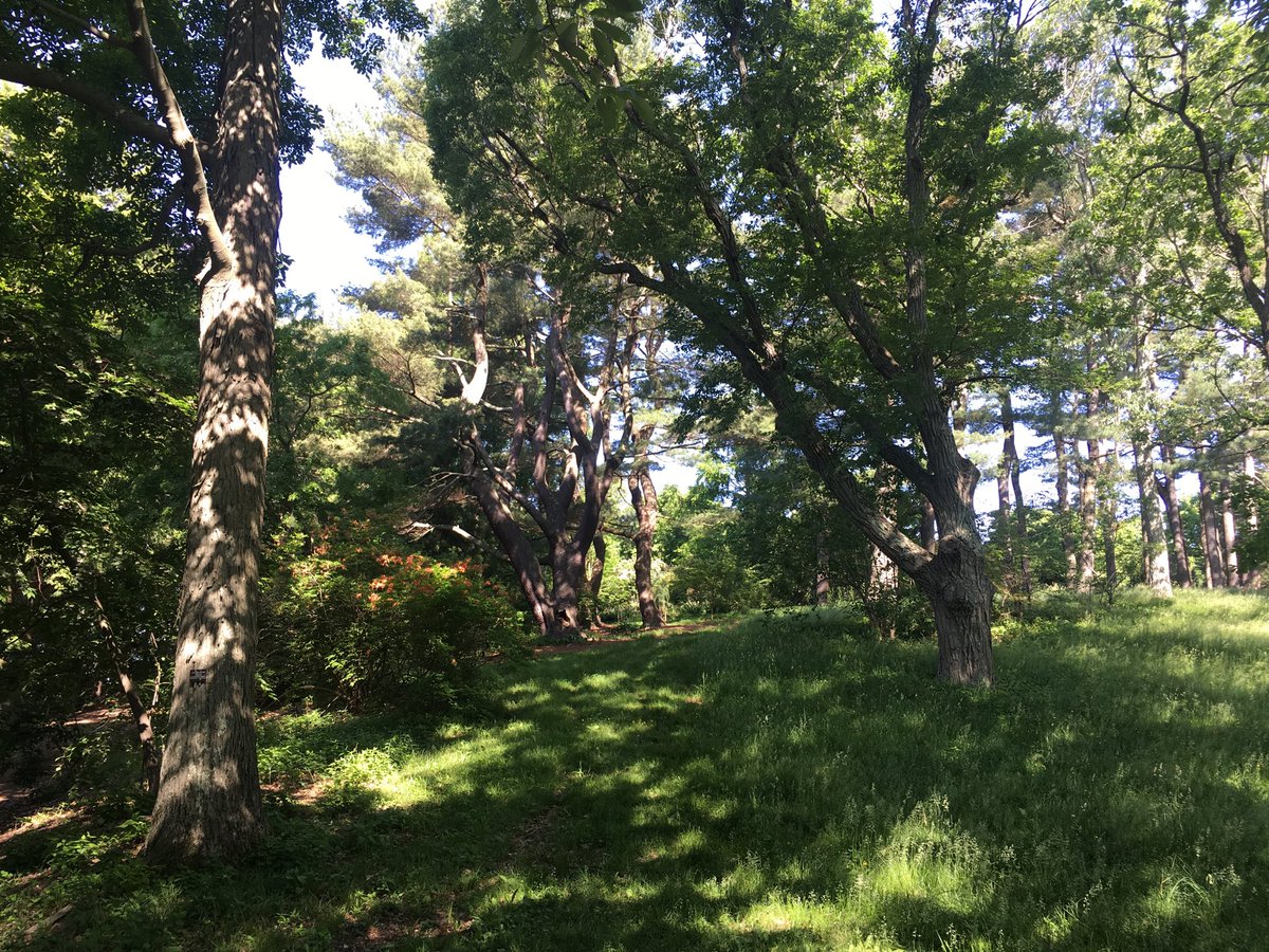 edACCESS's tweet photo. Arboretum morning walk https://t.co/ebQC63b1ZO