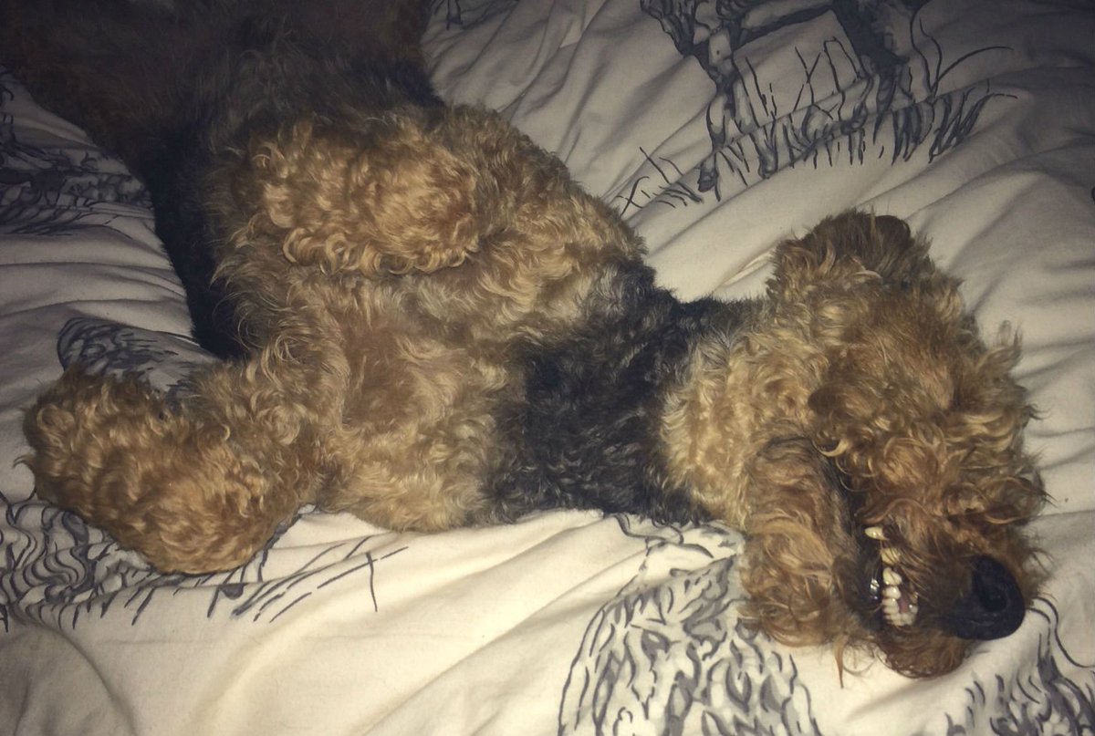 JoLMurphy's tweet photo. Sliding into the weekend like Ted #bemoredog #happyfriday
#welshies #lovedogs https://t.co/snkC1ArHli