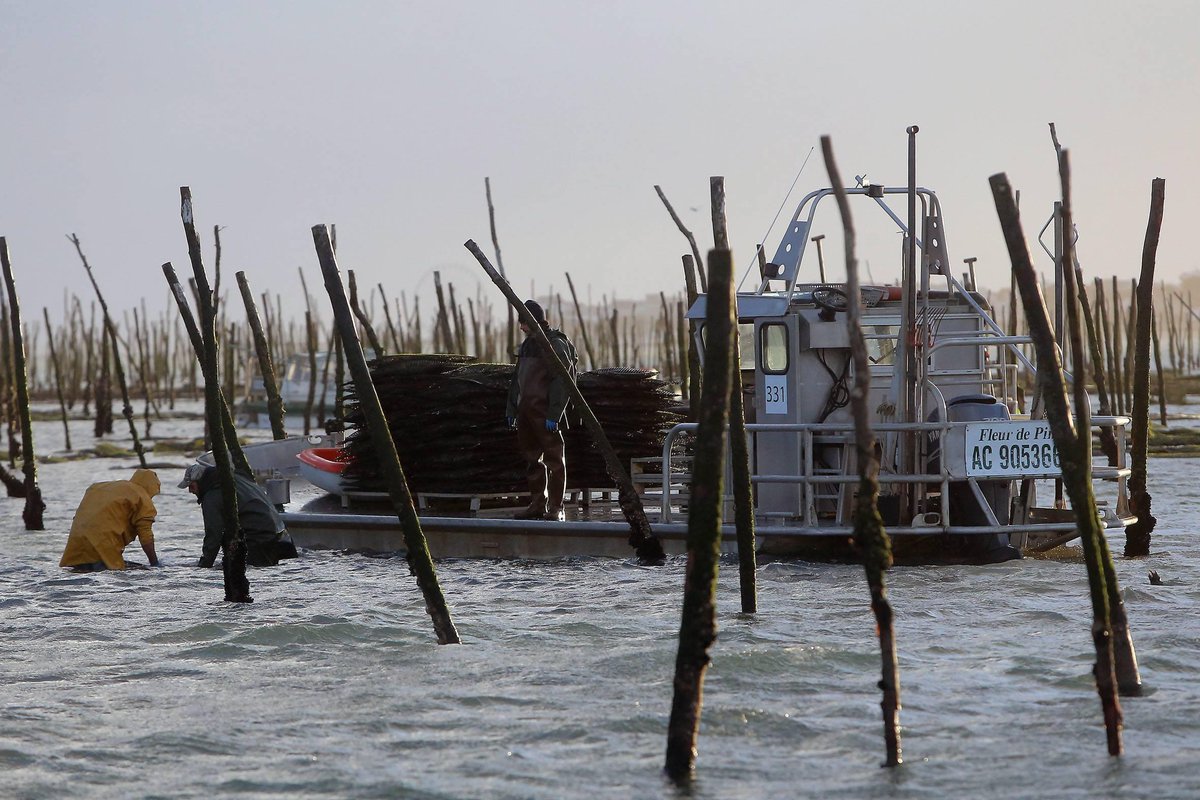 SO_Bordeaux's tweet photo. Bassin d’Arcachon : les huîtres sont de nouveau propres à la consommation https://t.co/4Q4UEd2Hps https://t.co/0boGPEVZUg