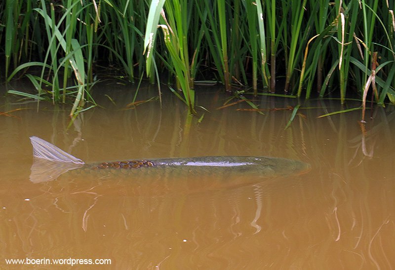boerinhendrika's tweet photo. In de waterschapssloot zitten veel vissen, groot en klein. Nu weet ik weinig van vissoorten. Dit is een #graskarper? #dtv #boerennatuur https://t.co/jcr8nO1t44
