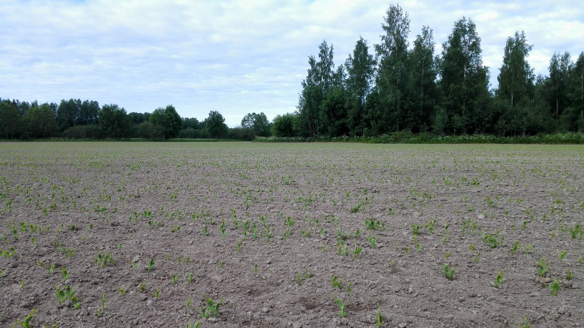 SannaSimula's tweet photo. 12 päivää kylvön jälkeen hernepelto vihertää jo, vaikka ensimmäinen sade (1 mm) tuli vasta viime yönä. Ihmeen hyvin on kosteus riittänyt #Pakasteherne #Apetit_Ruoka https://t.co/ep0bwYMEBq