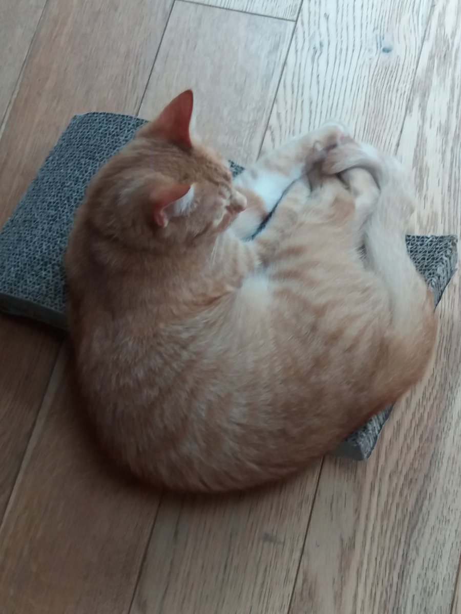 catsofasgard's tweet image. Kitten overspill #Kitten #Thorthekitten #catsofasgard