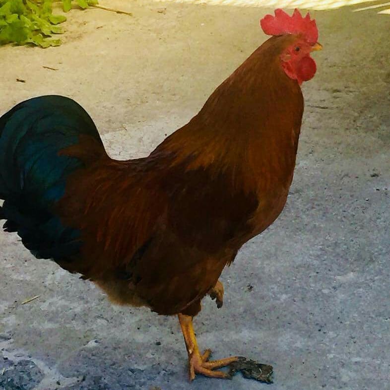 Projekt200P's tweet photo. Dürfen wir vorstellen: Das sind Klaus und Dieter, die sich für Ihr #Gehege ein schützendes Netz überm Kopf wünschen, damit sie keinen ungewollten Besuch bekommen. Mehr zur #Spendenaktion für das #Tierheim #Butzbach:
➡️ https://t.co/fYImrWpCYF
#spenden #guterzweck #schenken https://t.co/GITXD9rS4I