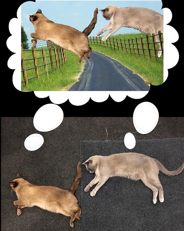 SoxNDotsBurmese's tweet photo. #dreaming #hurryup #springtime
.
.
##burmesecat #burmesecats #kitties #cat #cats #catsofinstagram #catsofinsta #catsofworld #catsagram #mustlovecats #lovecats #nzcats #cutecat #instacats #instatcat #Meow #instacat_meows #kitty #kittycat #kittylove #soxnd… https://t.co/vSyo6w5JWS https://t.co/axn9EasFJl