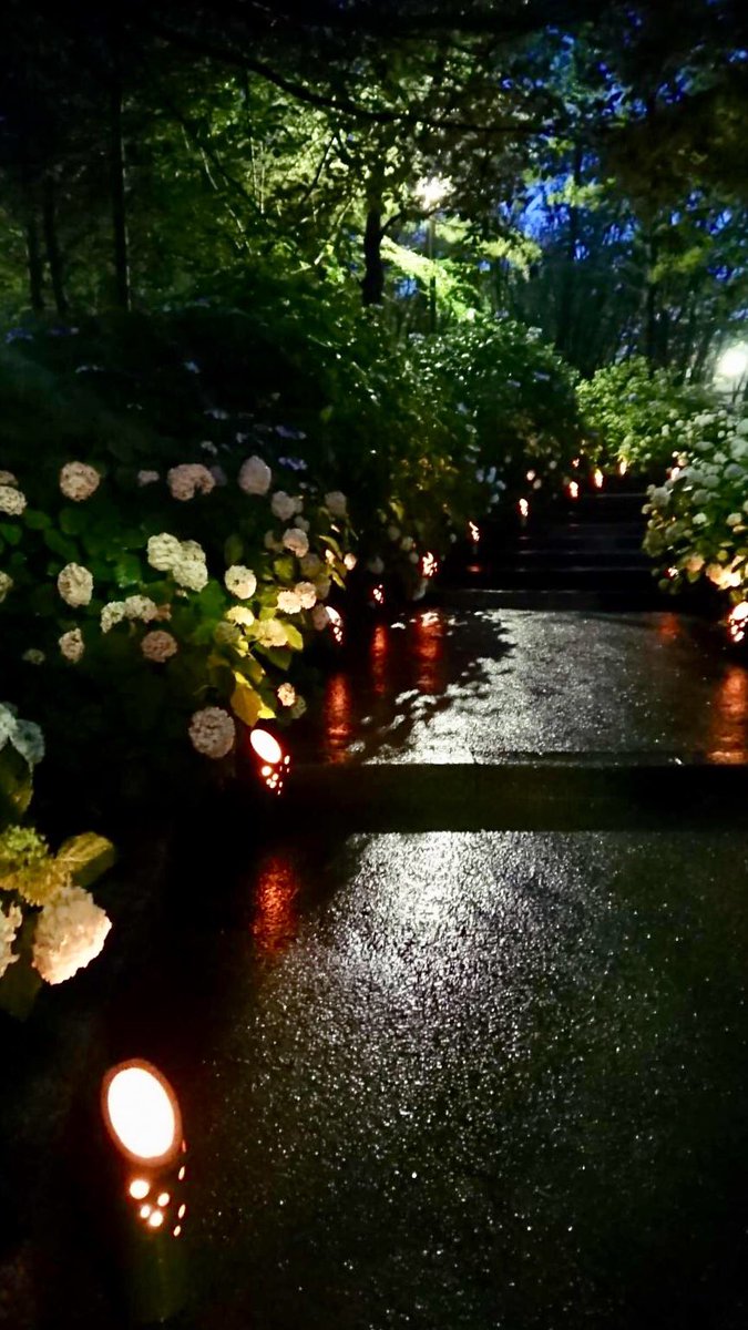 横浜 八景島シーパラダイス公式 Twitterren 明日から 八景島あじさい祭 がスタート イベントに合わせてあじさい も見頃 を迎えています 本日は新スポット 竹灯籠 の様子を少しだけお届け 優しくて温かな光があじさいを照らします 竹灯籠は