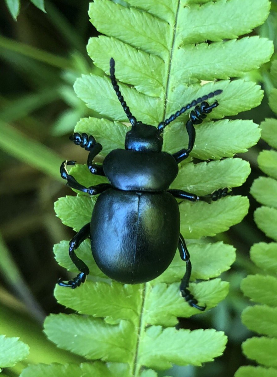 bernoid's tweet image. #bugaday Bloody-nosed Beetle (Timarcha tenebricosa)