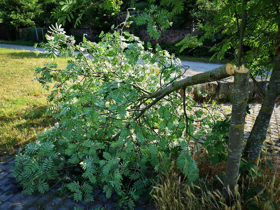 StadtKassel's tweet photo. Unbekannte sägen 4 Jungbäume in #Rothenditmold #Kassel ab – 4000€ Schaden: sie waren neu gepflanzt &amp; gut entwickelt. Das Umwelt- und Gartenamt bittet um sachdienliche Hinweise, damit die Verursacher zur Verantwortung gezogen &amp; haftbar gemachen werden können. #Vandalismus https://t.co/c06Pj2C3Mw