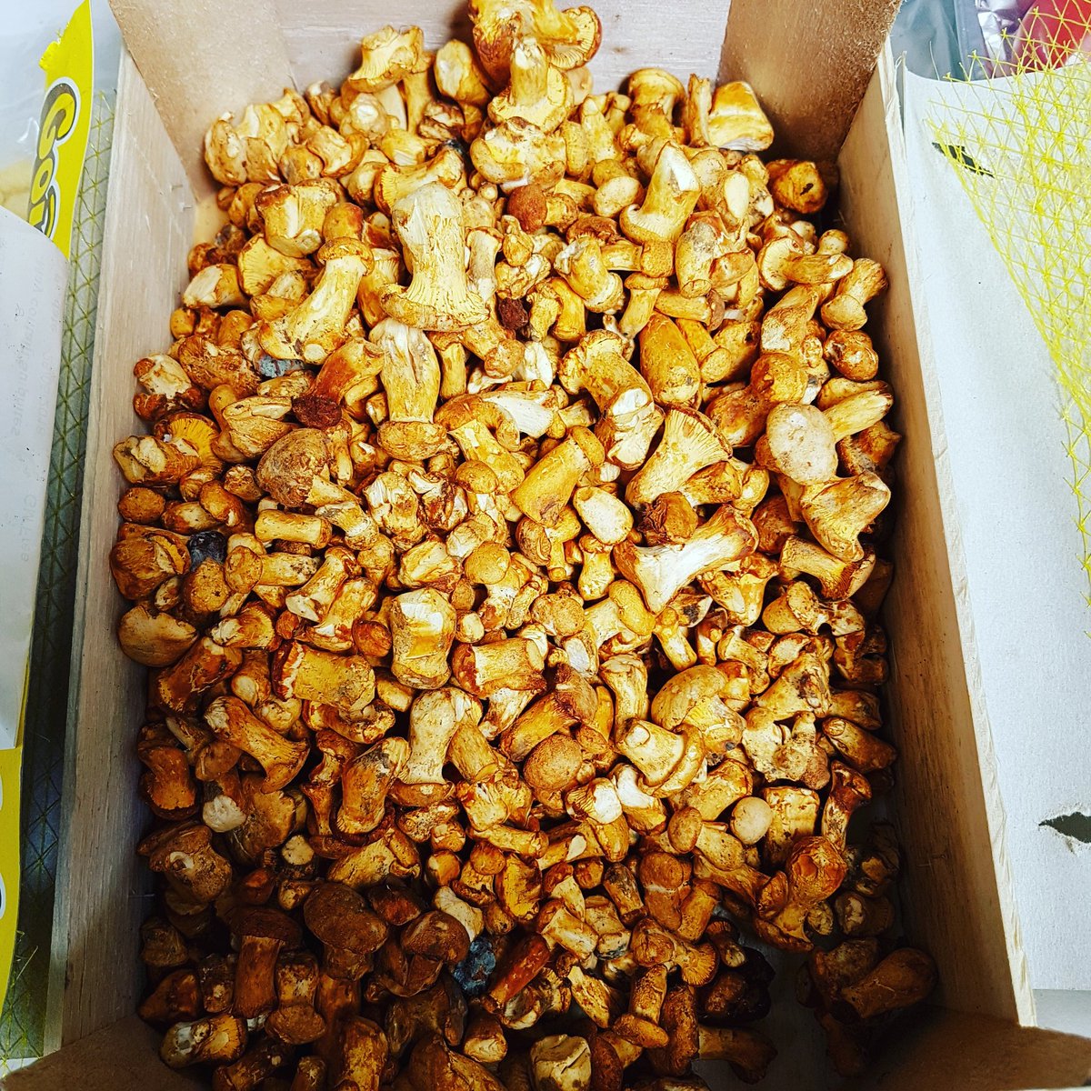 AbigailCockroft's tweet photo. Cute little mushrooms in the studio today. Going to be a delicious shoot https://t.co/IkPhwLxtdW