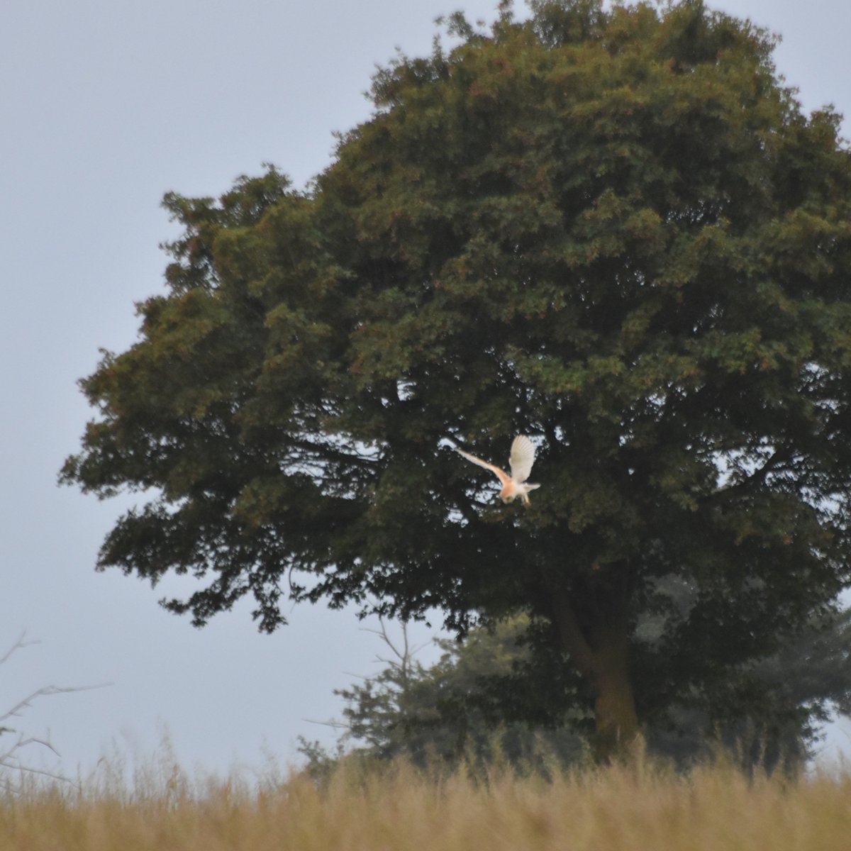 countrymousie's tweet photo. Now the Barn owl is joining the fun
#huntthemouse
#hayfunandgames
#suffolk https://t.co/KKdzxsSx5s