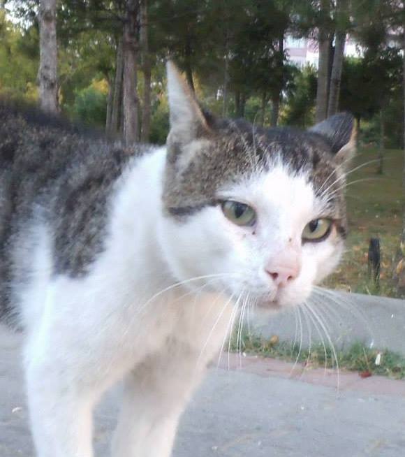 manalbant's tweet image. 