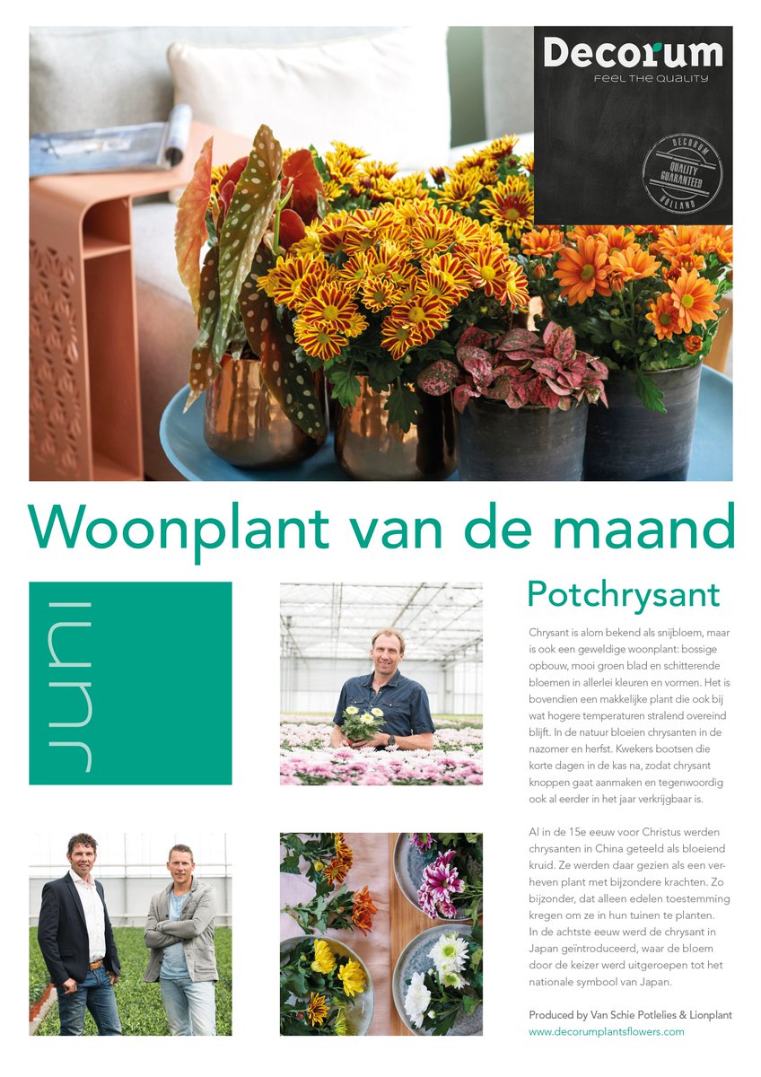 De #potchrysant is de #WoonplantVanDeMaand! De frisse kleuren, bossige look en de stralende bloemen maken de plant een zomerse verschijning! Met in het Decorum assortiment de #Chrysanne®, exclusief gekweekt door Decorumleden <a href="/Lionplant/">Hans van Leeuwen</a> en <a href="/SchieLilium/">Van Schie</a>. bit.ly/2xVCePY