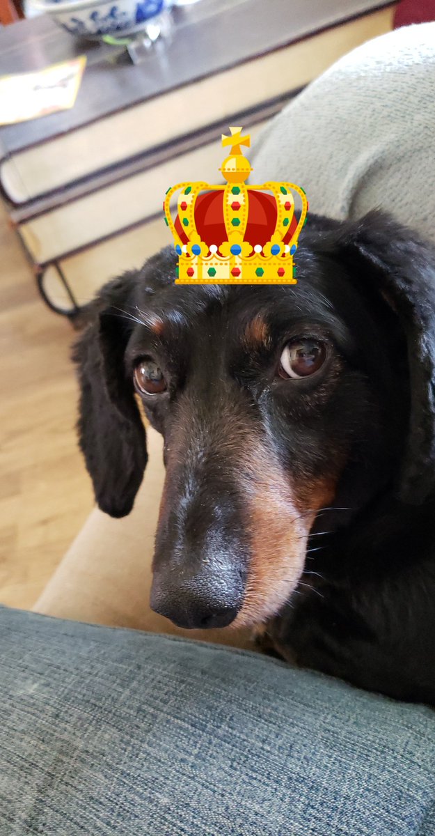 walkyourdog1st's tweet photo. The queen https://t.co/Pw5xCa5U4S