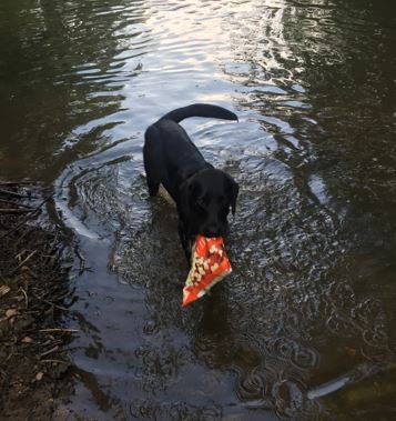 struttschester's tweet photo. Some of the team did a litter pick last night with handy equipment provided by@Go_CheshireWest Particularly good work from the four-legged volunteer... #charity #community #givesometime https://t.co/prtRQYrh11