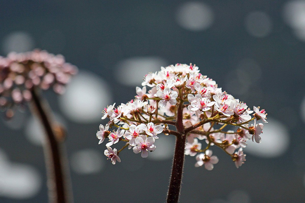 brewindolphin's tweet photo. We are extremely pleased to be supporting the @TheBotanics  'Friends of RBGE Photography Competition'. https://t.co/H2V7uhKQ2b

Let's take a look back at some of the shortlisted entries from 2017 #RGBEPhotoComp https://t.co/SzX8CAifrT