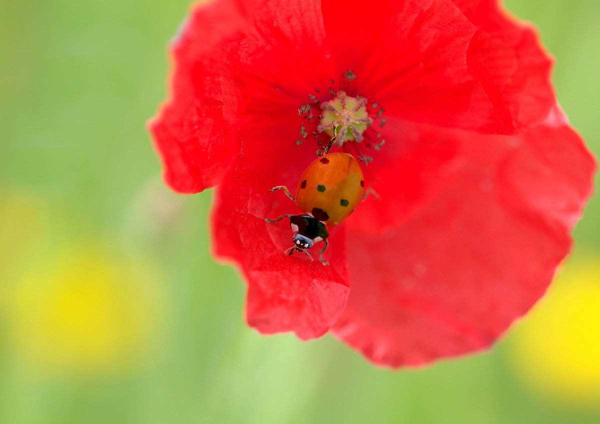 brewindolphin's tweet photo. We are extremely pleased to be supporting the @TheBotanics  'Friends of RBGE Photography Competition'. https://t.co/H2V7uhKQ2b

Let's take a look back at some of the shortlisted entries from 2017 #RGBEPhotoComp https://t.co/SzX8CAifrT