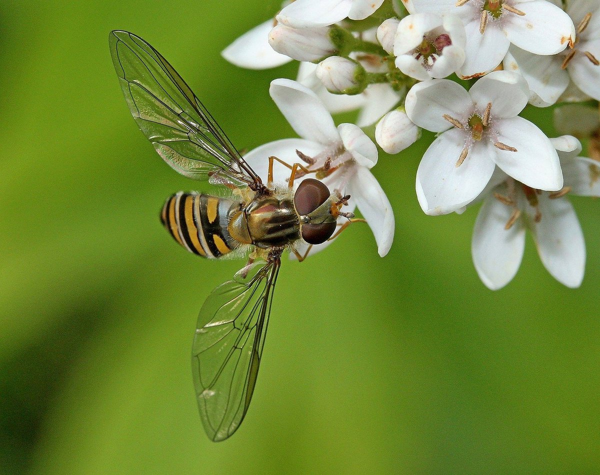 brewindolphin's tweet photo. We are extremely pleased to be supporting the @TheBotanics  'Friends of RBGE Photography Competition'. https://t.co/H2V7uhKQ2b

Let's take a look back at some of the shortlisted entries from 2017 #RGBEPhotoComp https://t.co/SzX8CAifrT