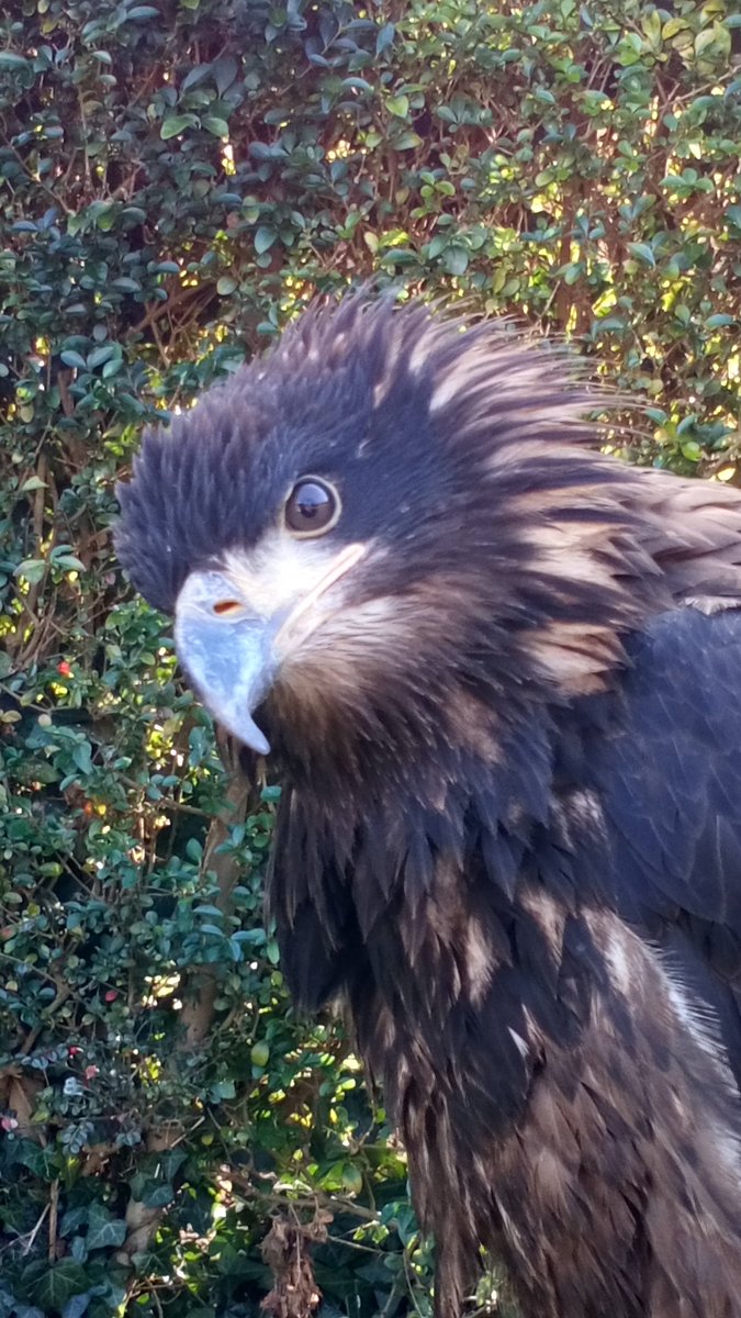 Off to Peterborough now to give. A birds of prey talk to a regular school of mine