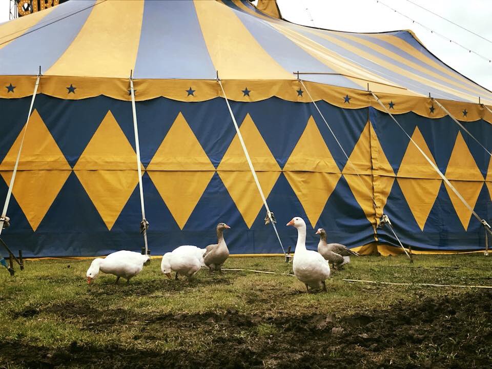 RoyaleAnimals's tweet photo. Our geese making the most of these rainy days... ☔️  

#goodweatherfortheducks #geese #circusroyale #circusanimals #happygeese #happygeesefamily #goodweatherforducks #winter #wintergeese #circusroyaleanimals #circusroyaleanimalfamily #circusroyale https://t.co/LijutDYvAD