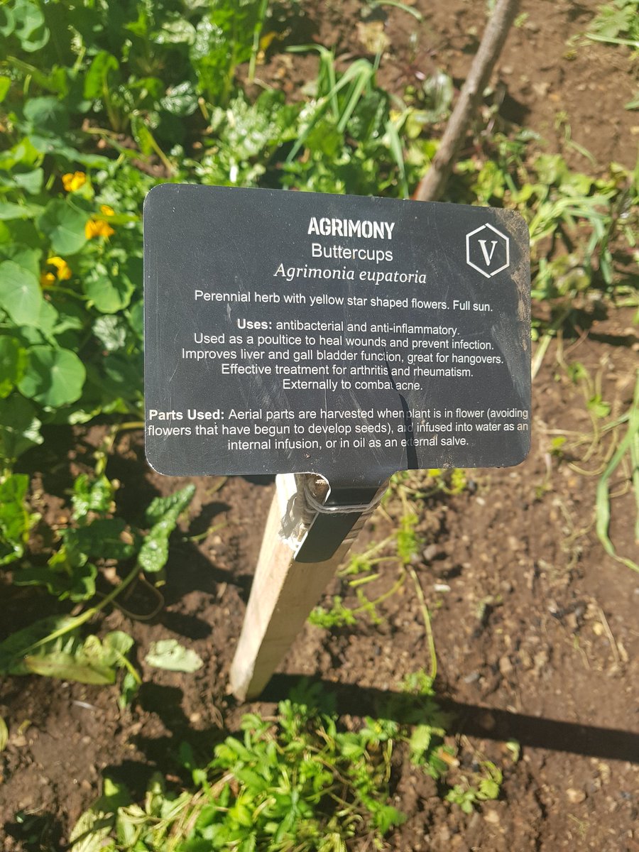 CityofJoburgZA's tweet photo. You can find German Chamomile, Liquorise grass, Chocolate Mint, Agrimony, Ginger Bush and lots more planted along the side walks. #ExploreVictoriaYards ^PS https://t.co/RRC75LO39b