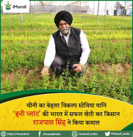 iMandi_india's tweet photo. स्टेविया एक आयुर्वेदिक पौधा है जो मधुमेह और मोटापे में अमृत के समान है। स्टेविया गन्ने के मुकाबले 300 गुना ज्यादा मीठा होने के बावजूद यह मधुमेह को रोकने में सहायक साबित होता है। पेक्रियाज से इंसुलिन आसानी से मुक्त होता है। #DidYouKnow #iMandi #iMandiapp #IFFCO #Farmers https://t.co/gWl65xmzKf