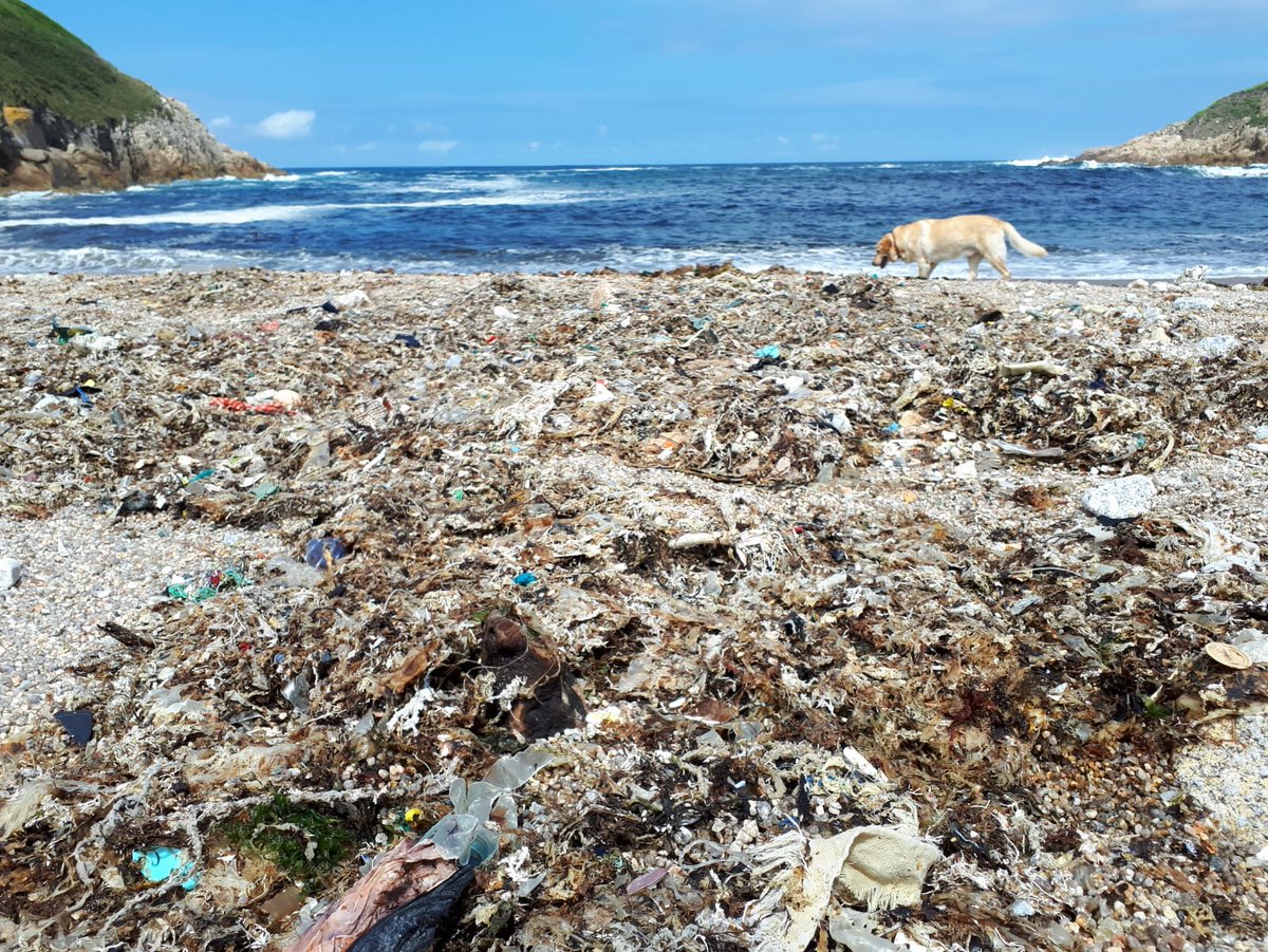 cgurriaranbas's tweet photo. Limpeza da praia de Bens con @UDC_gal World Oceans Day beach clean-up in A Coruña! https://t.co/LWJ3KoFafM