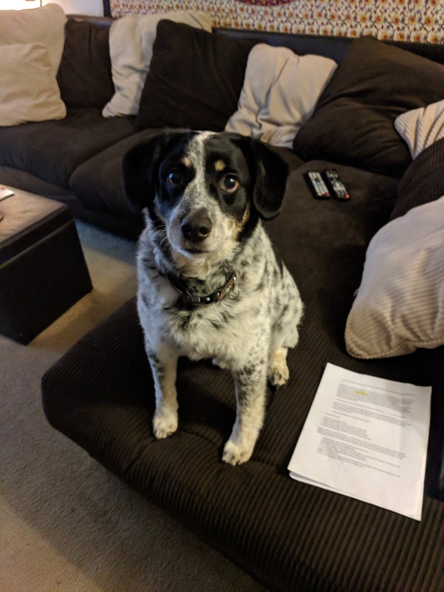 Hung out with this pupper, Rowan, last weekend in Asheville. Lance @Abidarthegreat was there too, I just didn't pet him as much. Sorry Lance
