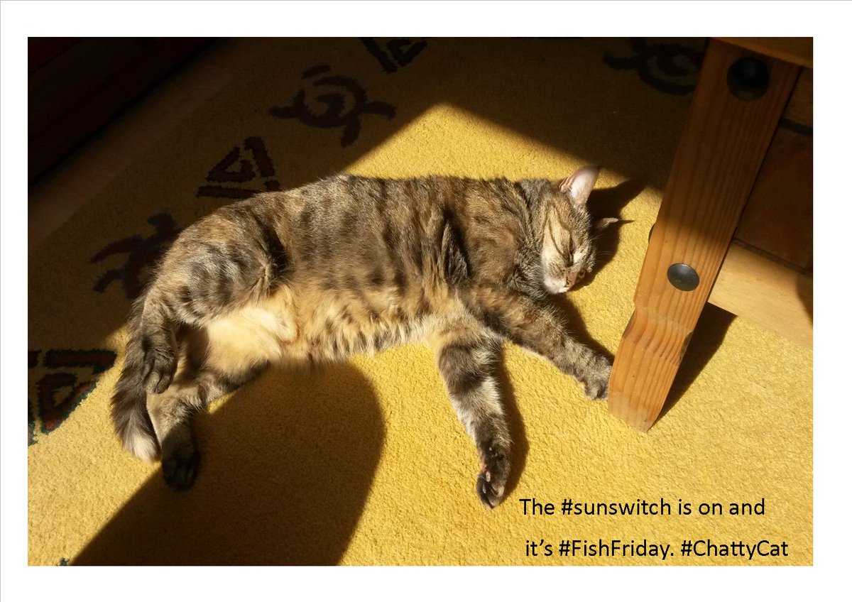 chattycatsuzi's tweet photo. I love it when #hoomans put the #sunswitch on and it's #FishFriday. Happy #chattycat. #FridayNightDinner #FridayFeeling . #Cat #CatsOfTwitter #catsofinstagram https://t.co/1sT7I5NZjG