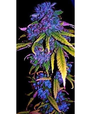 neobitechnology's tweet photo. #budcity #bud_city #budporn #picoftheday #hashporn #instagood #roadtrip #wedemboyz #represent #proshop #windbreaker #blazerscup #smoke #bong #gonja #stonerdays #highsociety #weedworld #potheadnation #potheadsociety #stonerways #cloud #stonernation #rayba… https://t.co/xBoyaQ50O5 https://t.co/FgZAVFJUC5