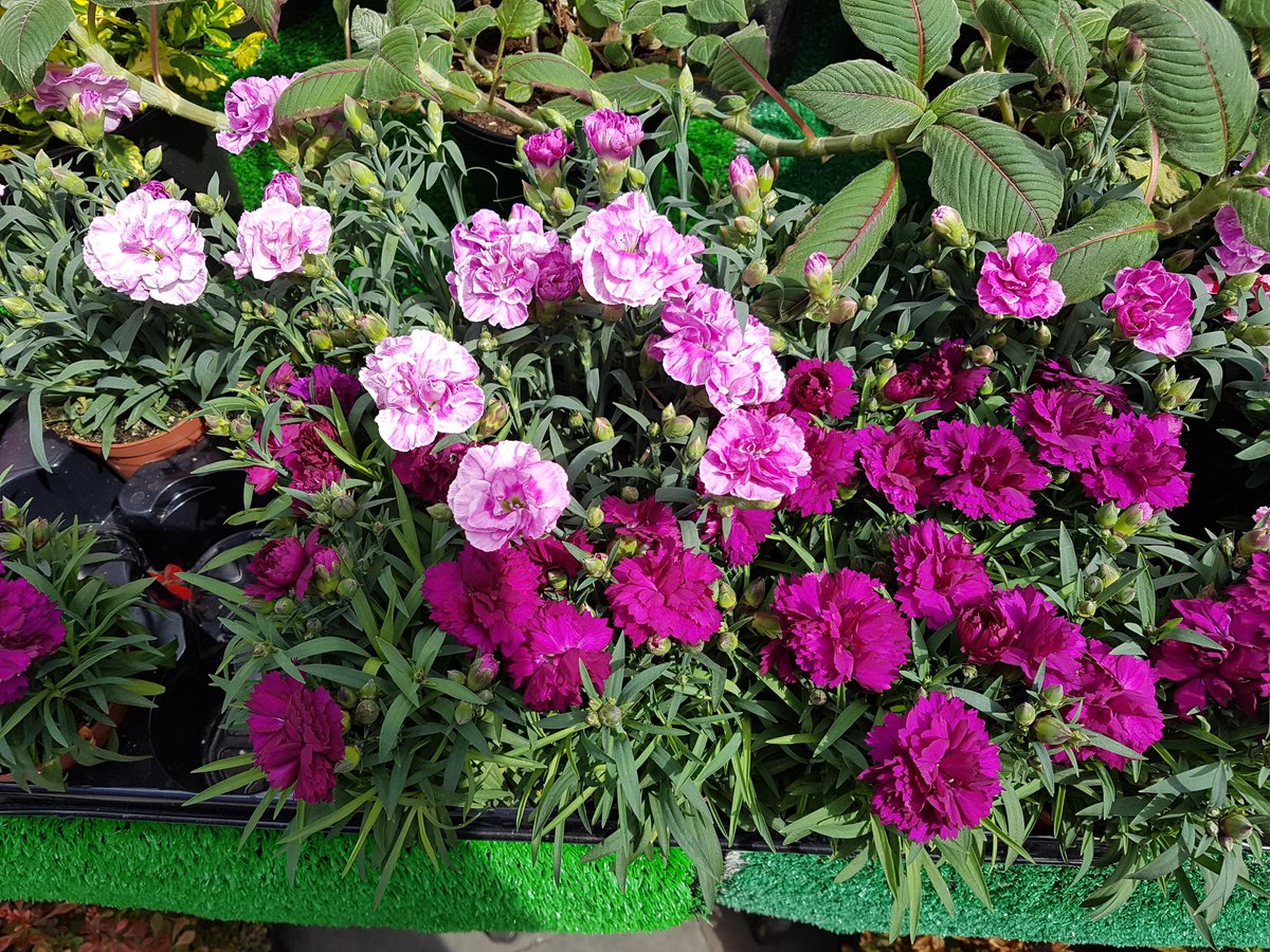 Get your garden blooming this weekend, quality and great prices every market day 🌺