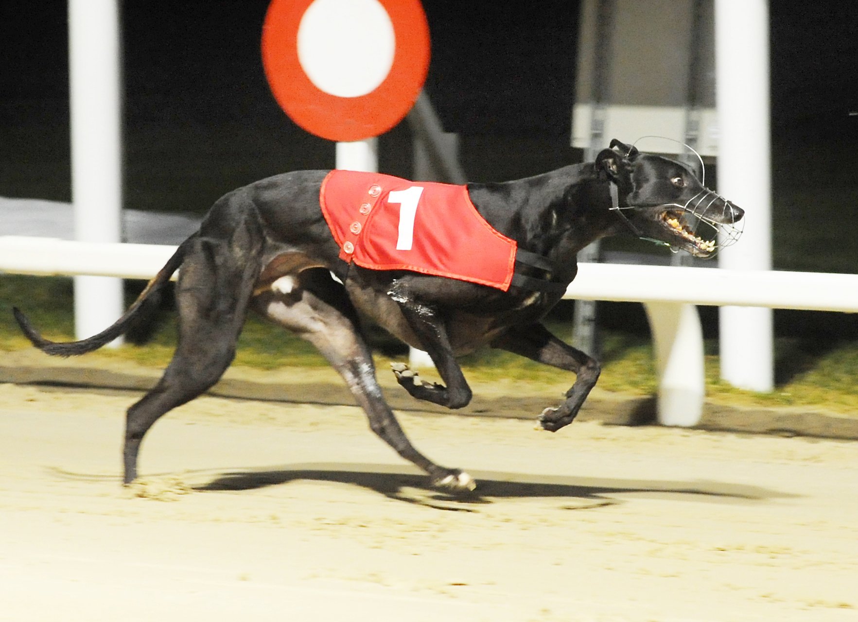 Swindon Greyhounds Stadium on Twitter "Greyhound Derby Winner “Dorotas