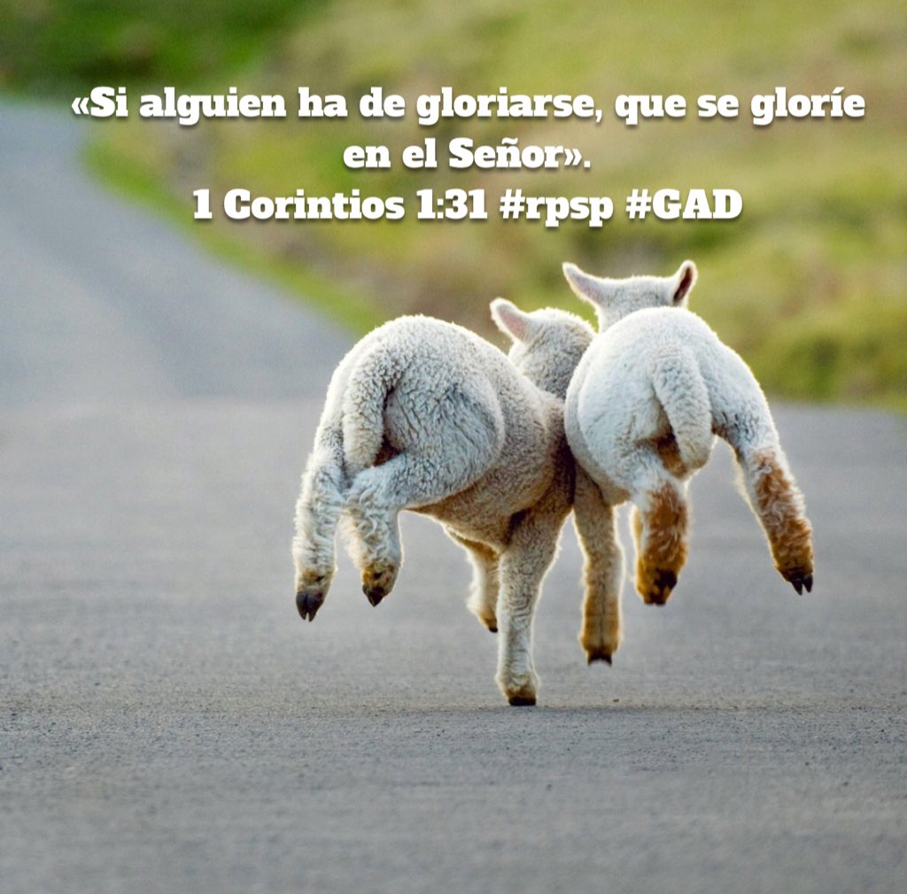 abimaelobando's tweet photo. #rpsp 1Cor1:31|Lo único por lo cual el hombre puede jactarse con justicia es por conocer al Señor Jesucristo como su Salvador personal. #CBA https://t.co/uGMGP4jZHB