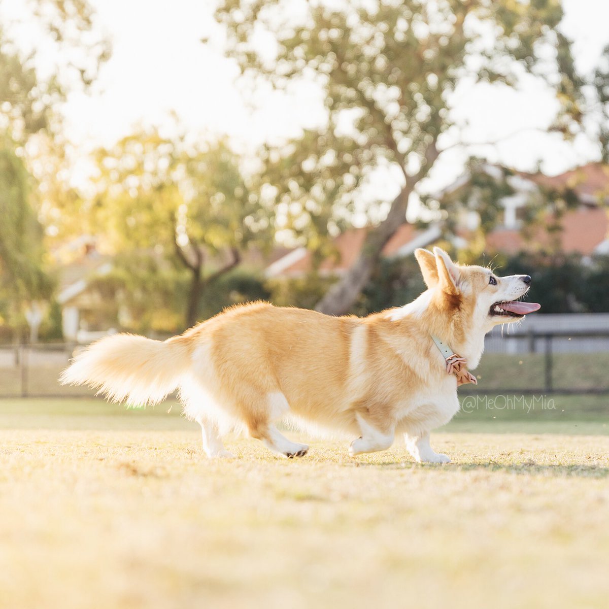 meohmymia's tweet photo. Foxy baby on the move ๐ฆ
๐พ
๐พ
๐พ
#MeOhMyMia #MiaTheCorgi #melbourne #australia #corgi #corgipuppy #fox #foxy #foxbody #foxlike https://t.co/DUxy0jb9lb