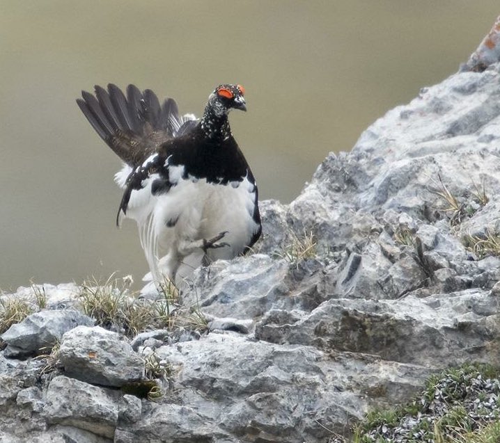 quanuaua's tweet photo. Male of White Ptarmigan #ptarmigan #alpineptarmigan #pernicebianca #mircovianello #livigno #courtship #wildbirds #wildlife #birdwatching #birdspics #naturepics #nature_shooters #naturephotography #wildlifephotography  @quanuaua @wildlifeband @NWF @World_Wildlife @WildlifeDay https://t.co/HCjgFUtilA