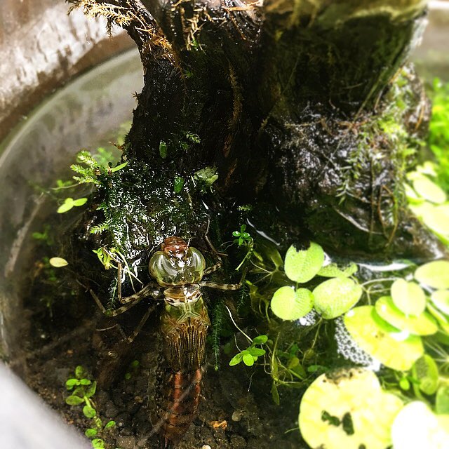 じゅえき太郎 ヤゴを飼育してみて分かったのですが 羽化直前にはエサを食べず水上の様子をじっと見ています そして色が変わり顔にトンボっぽさが出てきたら いよいよ羽化です T Co Uzpbvpufmc Twitter じゅえき太郎 ヤゴを飼育してみて分かったのですが 羽化直前にはエサを食べず水上の様子をじっと見ています そして色が変わり顔にトンボっぽさが出てきたら いよいよ羽化です T Co Uzpbvpufmc Twitter