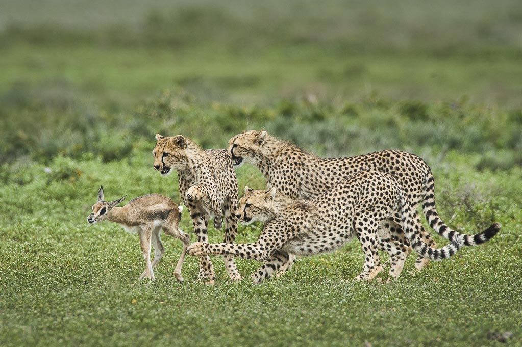 4 days #Cheetah_Safaris_Walking
Place: Tanzania
Email: info@wildrootsafaris.com 
Call: +255 767 543 270
More info: bit.ly/2Jlhtma