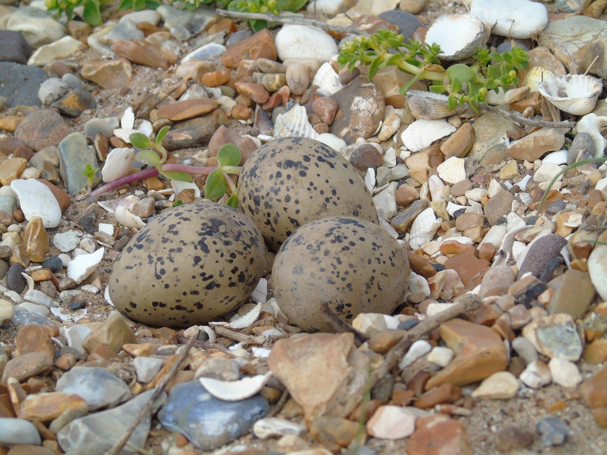 LincsNottsBNA's tweet photo. Oyster catchers and a clutch of eggs spotted by our branch organiser Dr Robert Tansey on a recent trip to Titchwell Marsh RSPB Reserve Norfolk https://t.co/kgaWRiAZrA