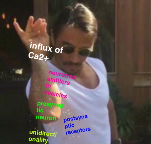MEMESAESTHETIC's tweet photo. my A Level Biology brain going into overdrive for the neuron question #aqapsychology https://t.co/v7UxOp9hhn