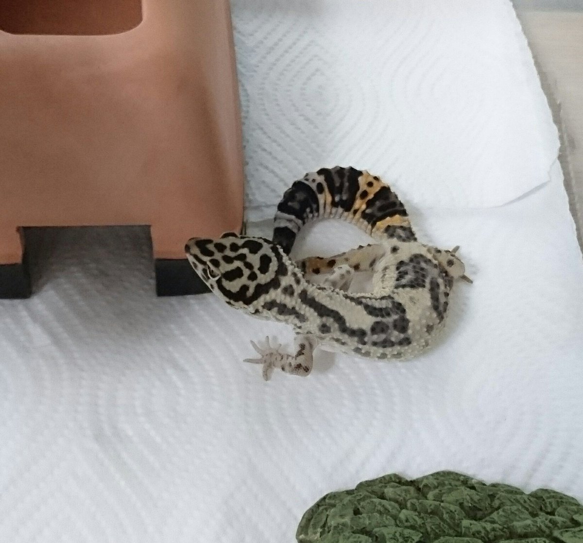 かえる歩道 カエルとレオパ Pa Twitter 本日 とうとうレオパさん お迎えしました カエルとカメ以外の両生爬虫類を飼うのは初めてなので 色んな意味でドキドキしてます ヒョウモントカゲモドキ