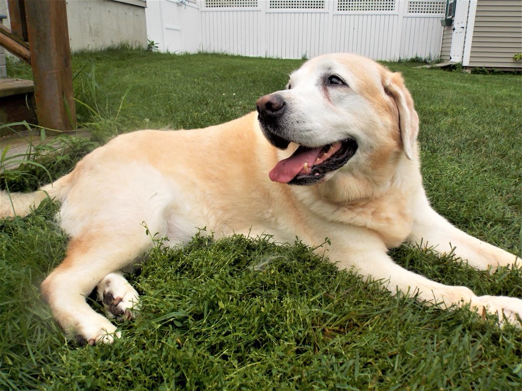 morgan_lemons's tweet photo. She’s one of a kind &amp; she will be missed so much by so many. She could make anyone smile &amp; she loved her people more than life. I still don’t understand why we deserve dogs but I’ll always be grateful I got to know Bella. Rest in the sweetest peace pretty girl 🌺💛 https://t.co/LpN2ytOsmL