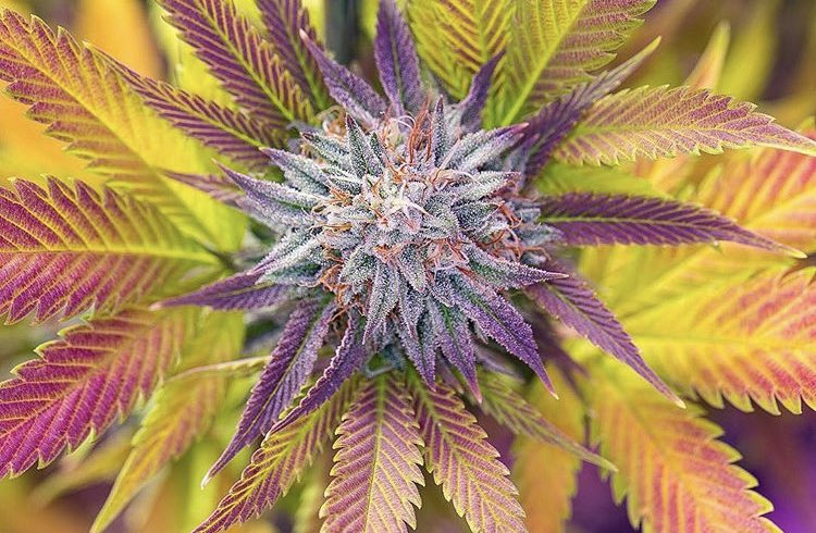 Bookoftheweed's tweet image. Tahoe Alien 🏳️‍🌈🤯