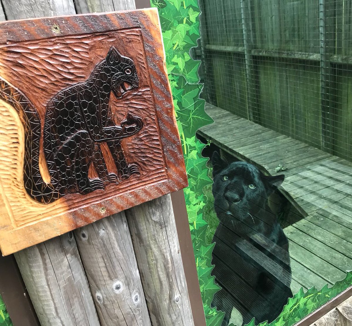 MayaThejaguar's tweet image. I love the sign at my enclosure! 🐾 #mayathejaguar #bigcatsaboutthehouse #checkingitout @thebigcatsanctuaryuk