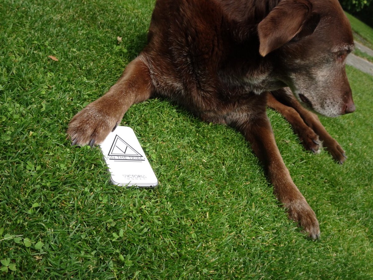 arianashiz's tweet photo. @VictoriaMonet @jazzychanfilmz my dog also loves u and the tribe case !💜😂🤷🏽♀️💗 #iwasbored #victoriamonet #inthetribe https://t.co/QVFl9uWQz3