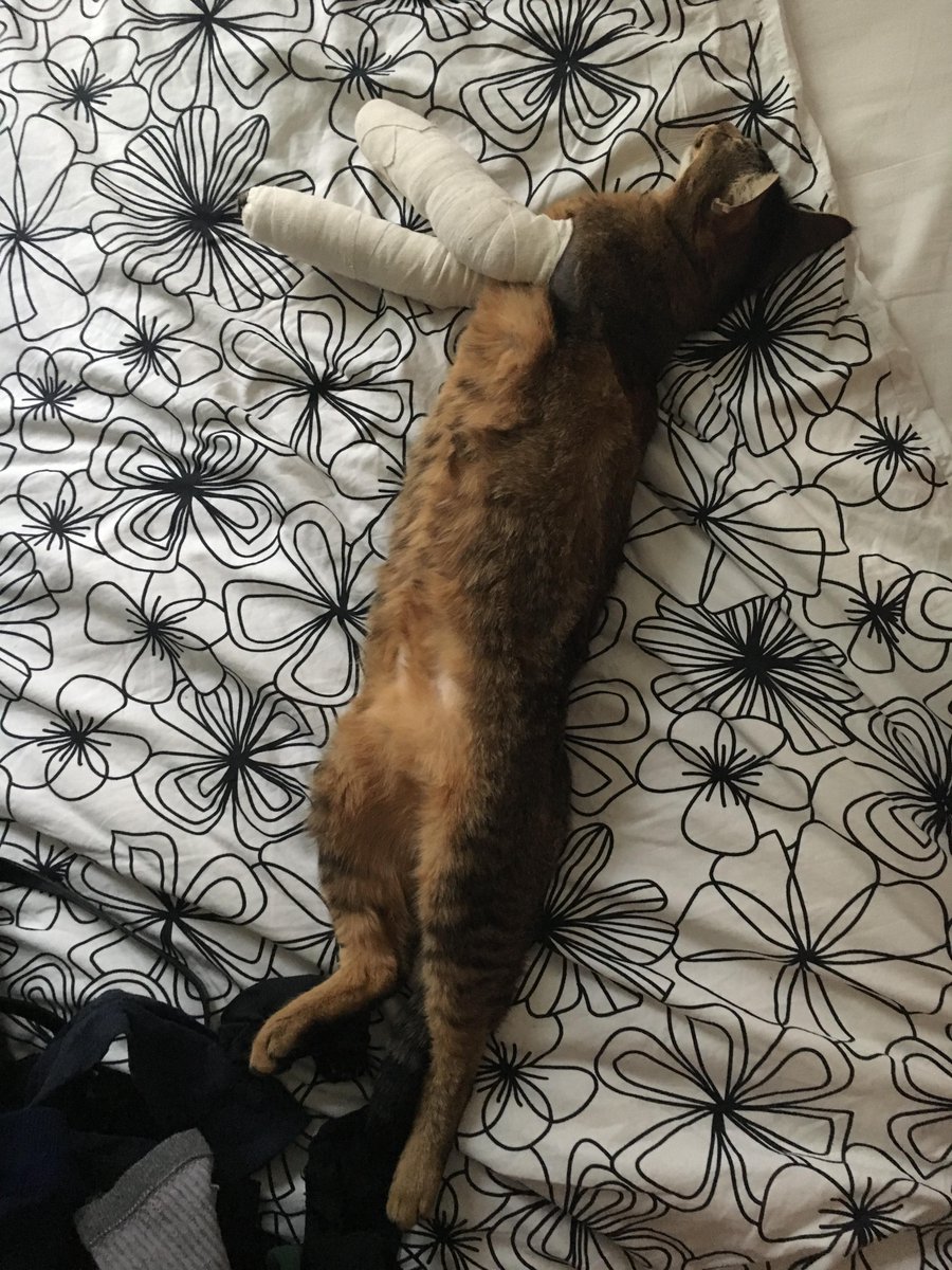 PDryades's tweet photo. "Pas de bras, pas de chocolat"

#helppoppy #cats #cat #catoftwitter #recoveringcat #convalescentcat #chat #accident #abyssian #hardlife https://t.co/ffuH2oJL9j