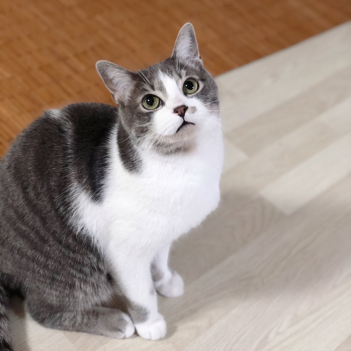 오늘도 예쁘느라 힘든 고양이